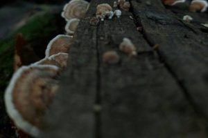 champignons sur bois humide