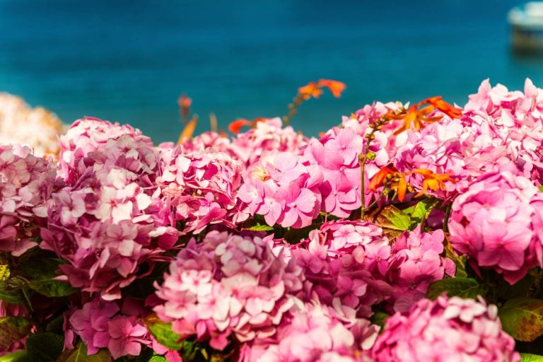 fleurs d'hortensias