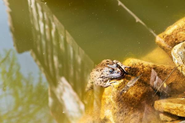grenouille pose sur une feuille morte