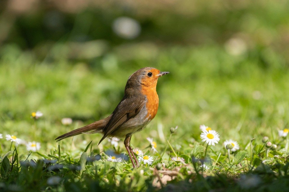oiseau rouge gorge