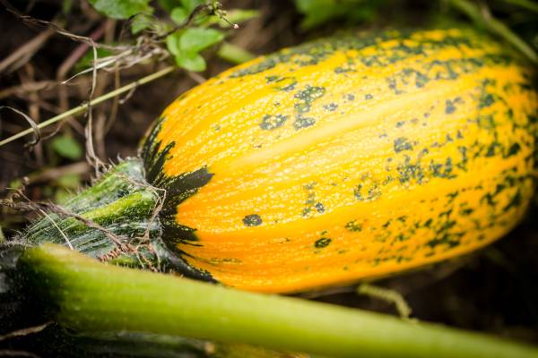 potager dhiver courge