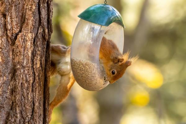 écureuil mangeant des graines pour oiseaux  