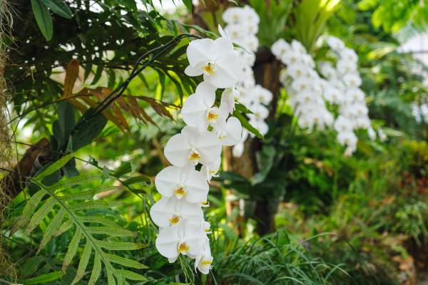 fleurs dorchidee blanches