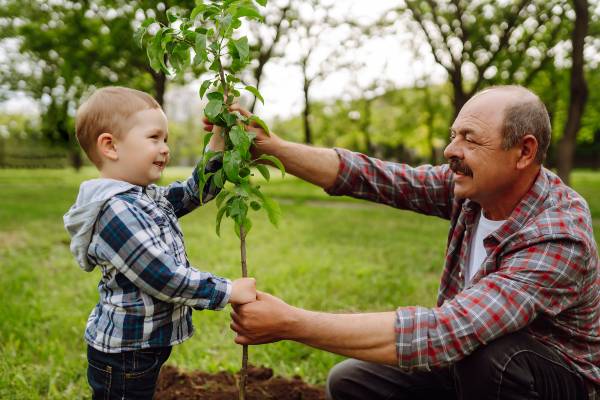 papy et petit fils plantant un arbre en Automne