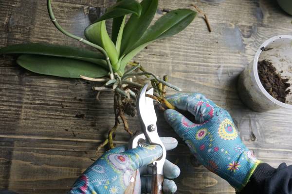 rempotage orchidée, nettoyage des racines
