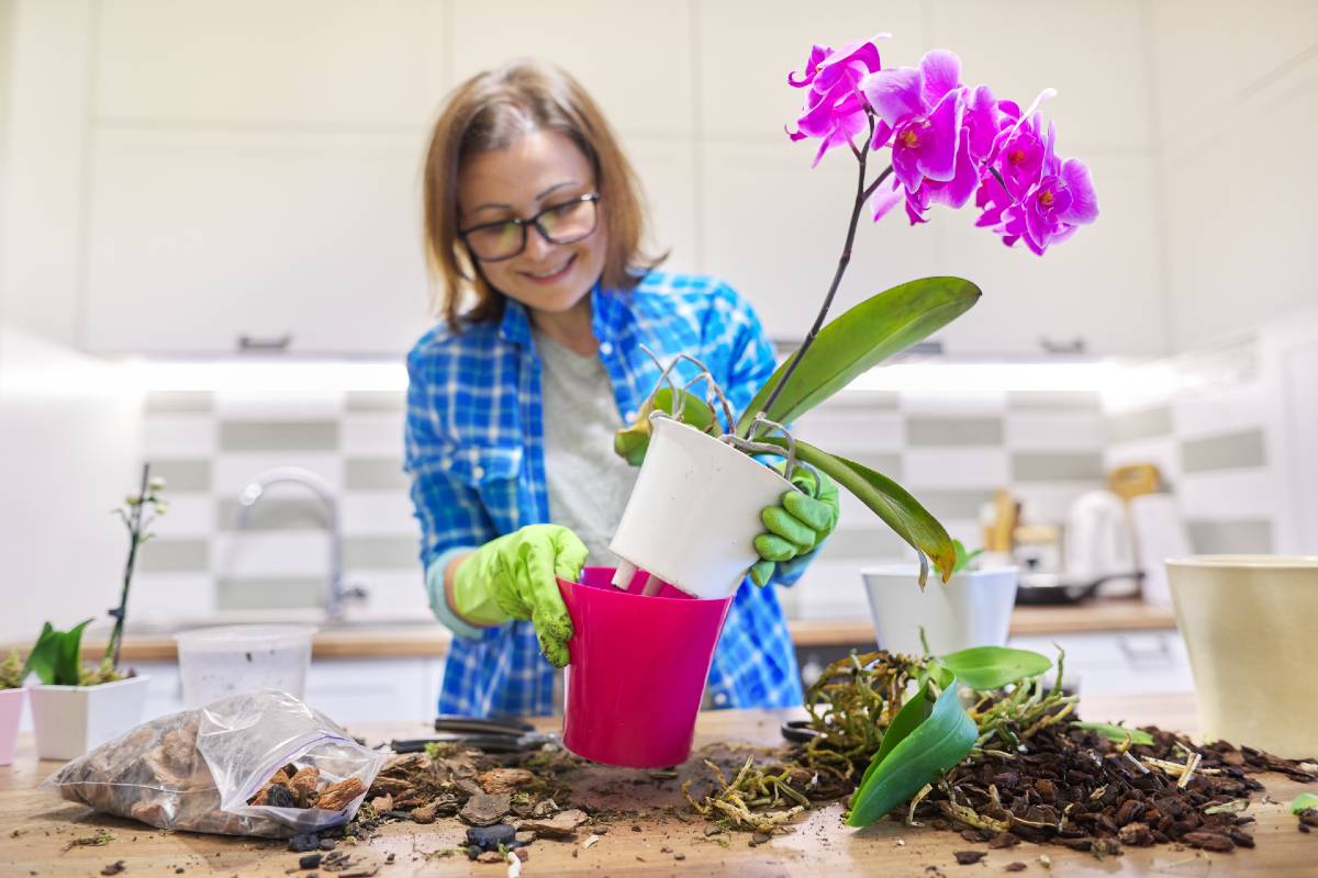 Rempoter une orchidée : techniques et conseils