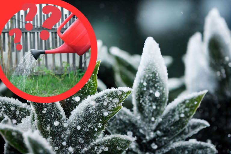 arrosage en hiver
