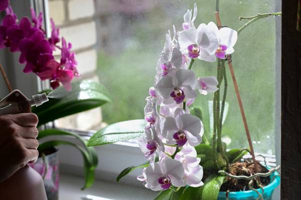 arroser orchidee