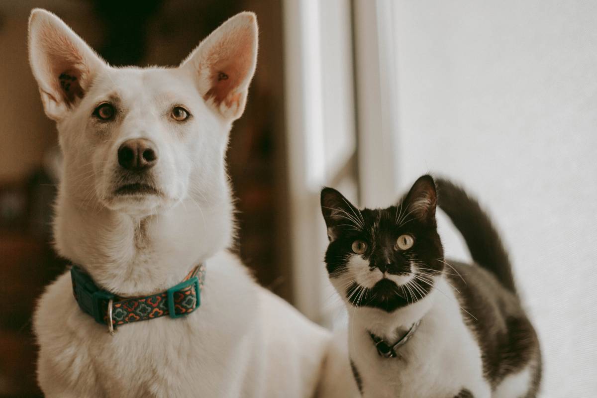 chat et chien