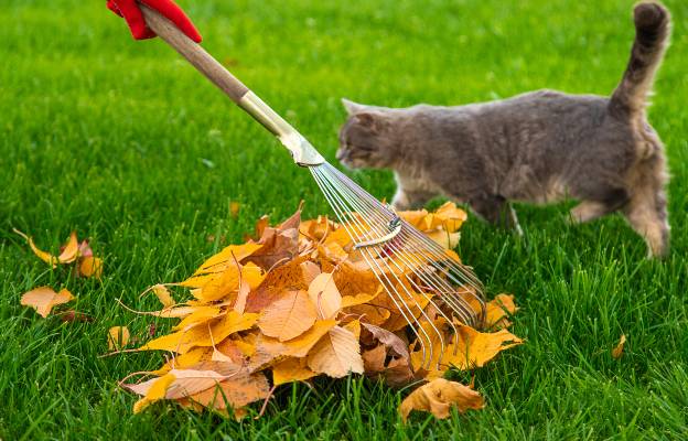 chat et outil de jardinage
