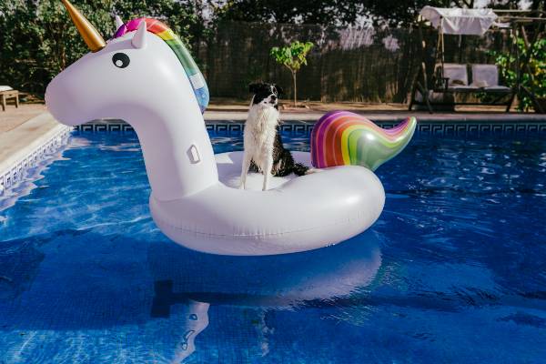 chien sur bouée licorne dans une piscine