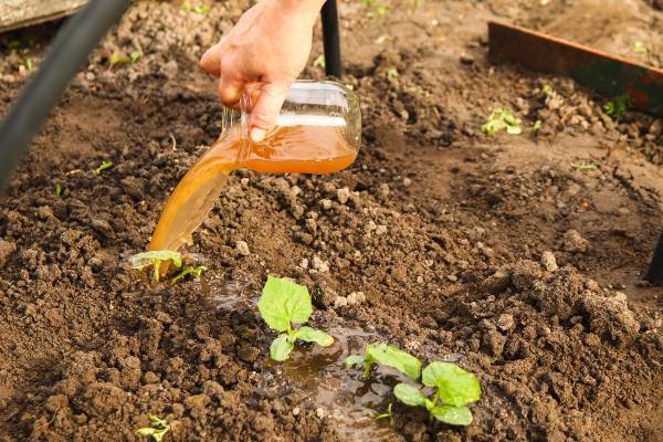 engrais de compost