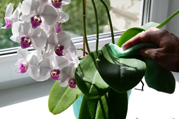 entretenir orchidee