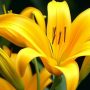 fleurs de lys jaune