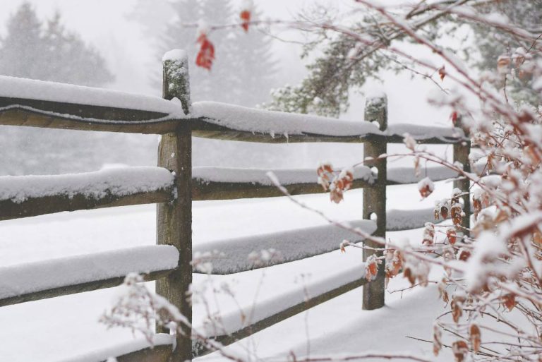 jardin en hiver