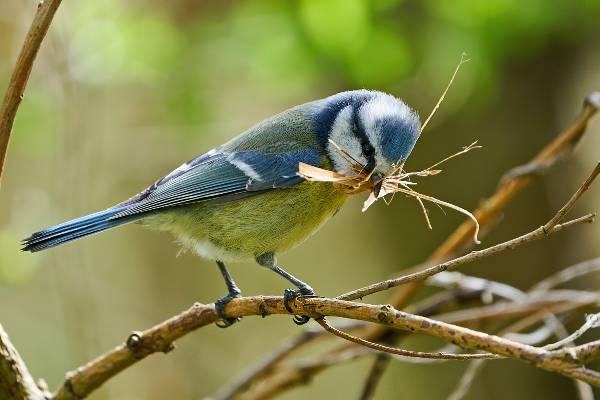 mésange bleue préparant son nid