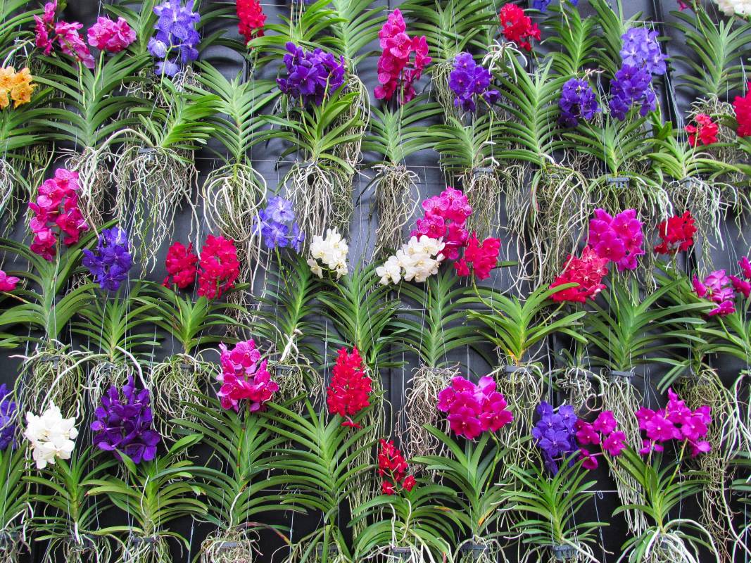 mur d'orchidée
