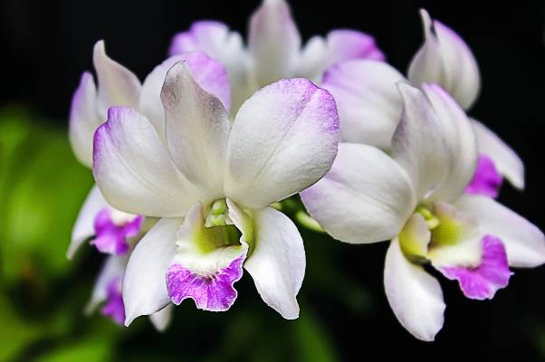 orchidees blanche et violette