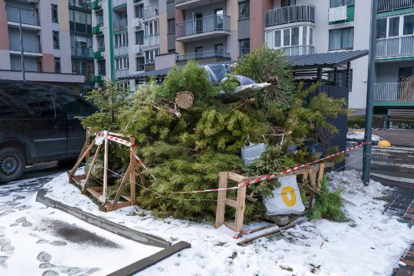 point de collecte sapin