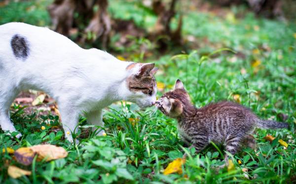 rencontre de chats
