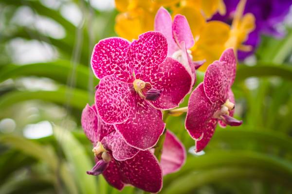 signification orchidee