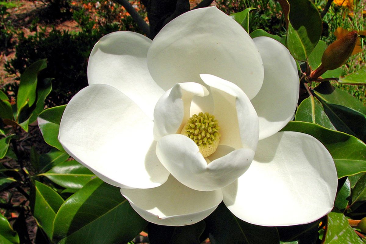 magnolia-blanc