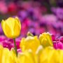 tulipe jaune
