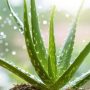 Comment sauver un aloe vera pourri : méthodes efficaces pour régénérer votre plante