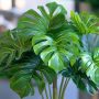 Monstera aux feuilles molles : 7 solutions efficaces pour sauver votre plante d'intérieur
