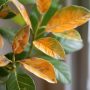 Pourquoi les feuilles de mon laurier jaunissent ? Causes et solutions pour sauver votre plante