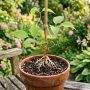 découvrez comment réussir une bouture de bignone en été avec nos conseils pratiques pour obtenir une plante vigoureuse et fleurie.