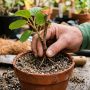 découvrez comment multiplier facilement votre plante de kiwi grâce à nos conseils pratiques pour réussir vos boutures et obtenir un kiwizer productif.