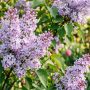 découvrez comment réussir la bouture de lilas pour multiplier facilement cet arbuste parfumé et embellir votre jardin.