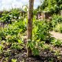 découvrez comment multiplier facilement la bouture de vigne vierge, cette plante grimpante idéale pour habiller vos murs et balconnières grâce à nos conseils pratiques.