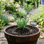 découvrez comment réussir la multiplication de l'œillet par bouturage grâce à nos conseils pratiques pour bouturer facilement vos plantes et obtenir de nouvelles pousses saines.