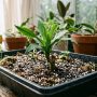 découvrez comment réaliser facilement une bouture de dracaena grâce à nos étapes simples et rapides pour réussir la multiplication de votre plante.