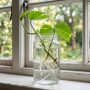 découvrez toutes les méthodes pour faire une bouture de pothos facilement et réussir la multiplication de votre plante verte préférée.