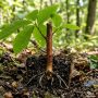 découvrez si la bouture de châtaignier est possible et apprenez les techniques pour réussir à multiplier cet arbre facilement.