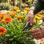 découvrez comment réussir la multiplication des gazanias grâce à la bouture. suivez nos conseils pratiques pour obtenir de belles fleurs éclatantes et faire prospérer votre jardin.