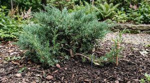 découvrez comment bouturer facilement le genévrier, cet arbuste résineux, avec nos conseils pratiques pour réussir vos boutures et embellir votre jardin.
