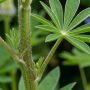 découvrez si les lupins peuvent être bouturés et apprenez les techniques efficaces pour réussir la multiplication de vos lupins par bouturage.