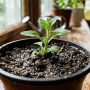 découvrez comment réaliser facilement une bouture de pétunia pour hiverner vos plants et les garder en bonne santé pendant la saison froide.