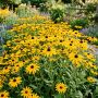 découvrez comment multiplier facilement vos rudbeckias grâce à la bouture et profitez de leurs magnifiques fleurs dorées dans votre jardin.