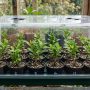 découvrez comment multiplier facilement votre troène grâce à la bouture. guide pratique étape par étape pour réussir la multiplication de cette plante de haie.
