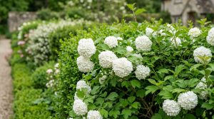 découvrez comment bouturer la viorne, un arbuste idéal pour haies, avec nos conseils pratiques pour réussir facilement vos boutures et embellir votre jardin.