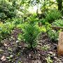 découvrez comment multiplier facilement votre if grâce à la bouture. suivez nos conseils pratiques pour réussir la propagation de cet arbuste de haie et embellir votre jardin.
