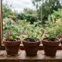 découvrez comment prélever et replanter facilement des boutures d'origan pour enrichir votre jardin aromatique avec des conseils simples et efficaces.