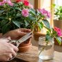 découvrez comment bouturer des impatiens (balsamine) facilement pour multiplier vos plantes et embellir votre jardin avec des fleurs colorées toute l'année.