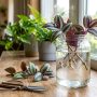 découvrez comment bouturer facilement une tradescantia (misère) dans l'eau grâce à notre guide simple et rapide, idéal pour réussir vos plantations à la maison.