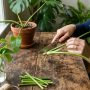 découvrez comment réussir une bouture de philodendron en utilisant la méthode de l'eau ou de la terre, avec des conseils pratiques pour une croissance optimale.
